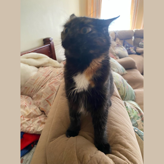Photo of Honey 