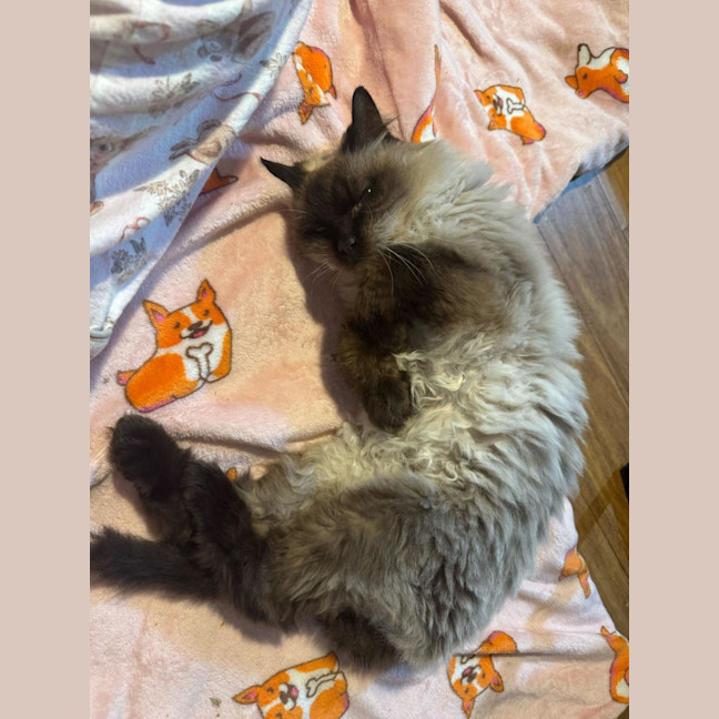 Photo of Elvis Presley