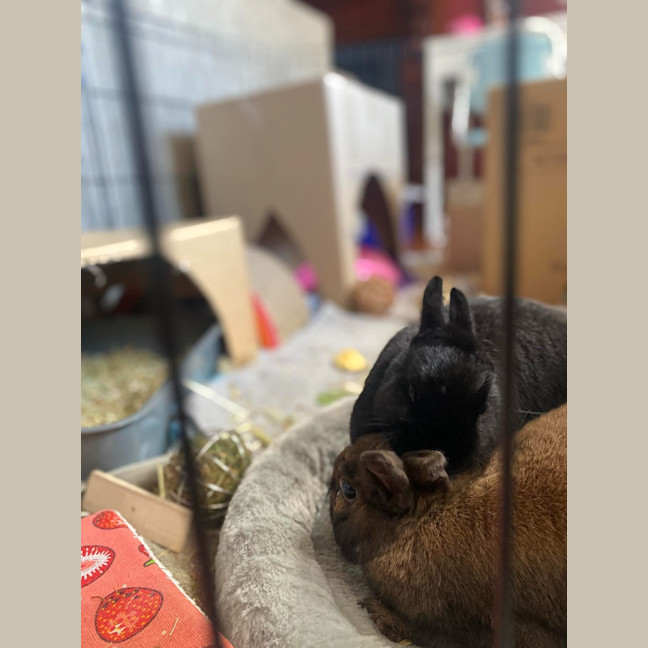 Photo of Ollie / Alice