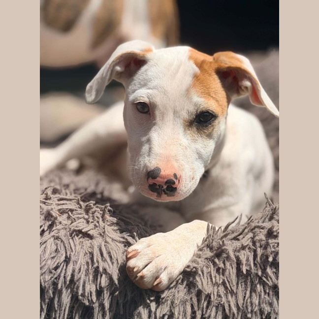 Photo of Chilli