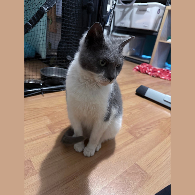 Photo of Harvey