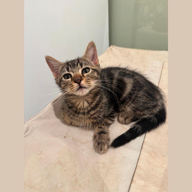 Photo of Maverick