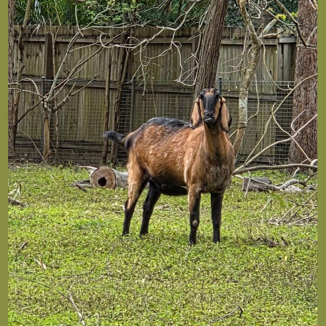 Photo of Cisco And Zorro
