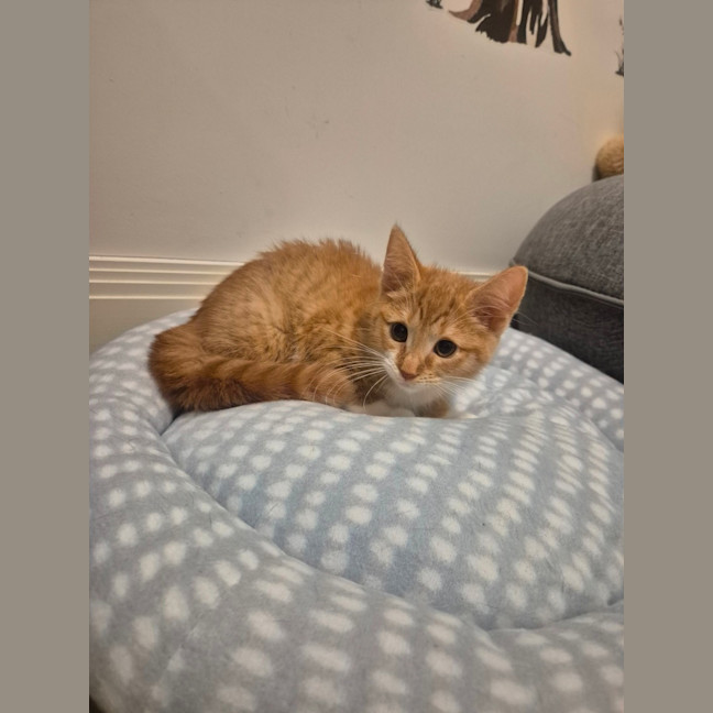 Photo of Simba