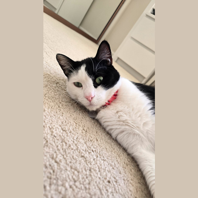 Photo of Luna & Mikey