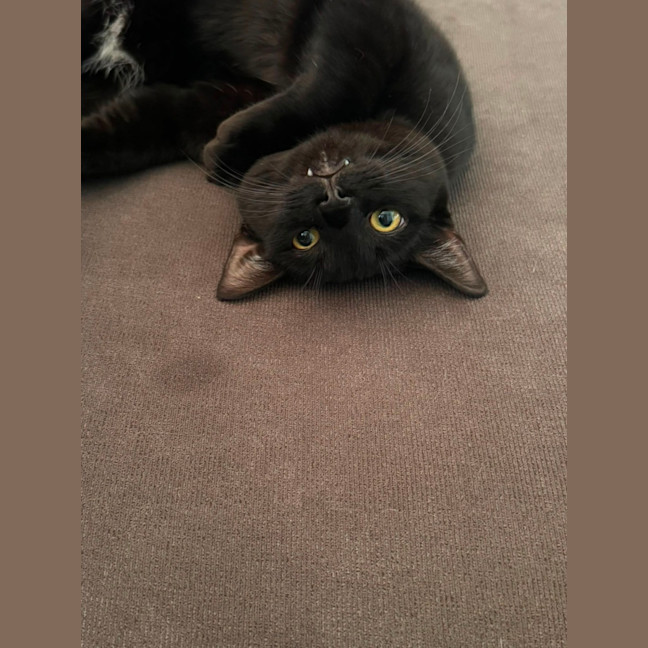 Photo of Domino 