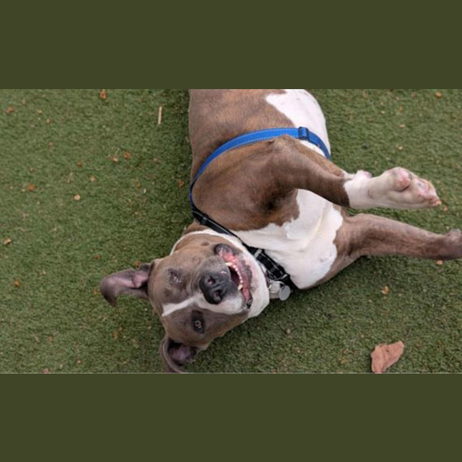 Photo of Ziggy