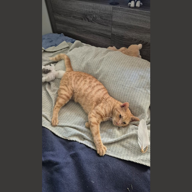 Photo of Alfie