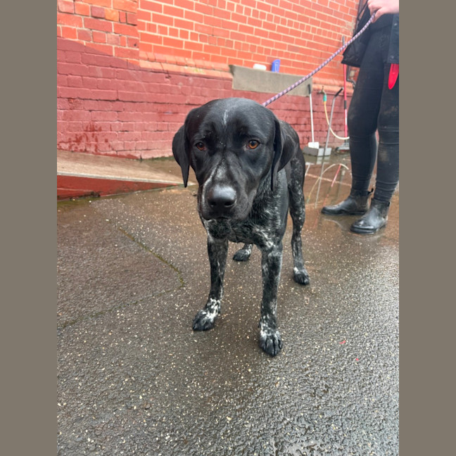 Photo of Diesel