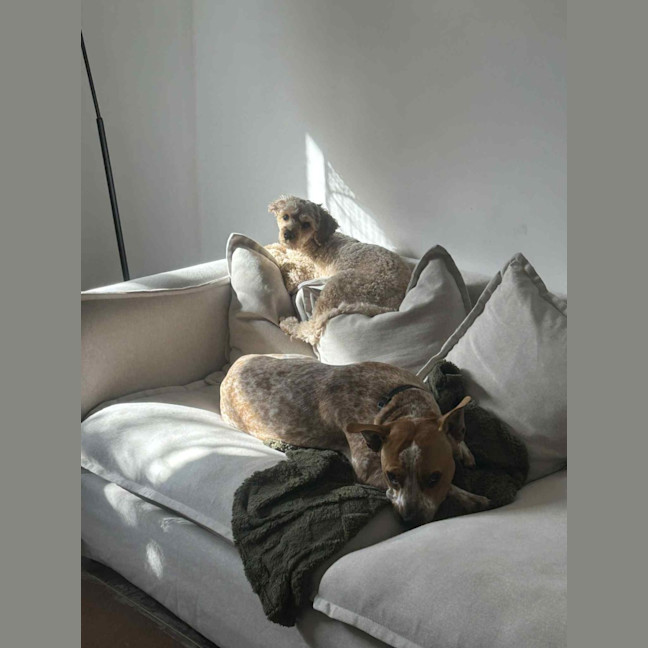 Photo of Bulla   10 Month Old Cattle Dog X Shar Pei