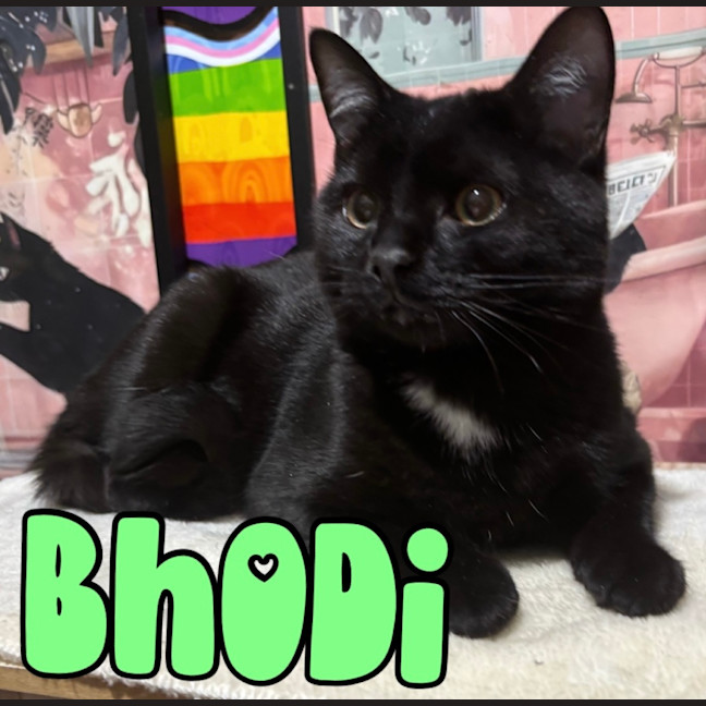 Photo of Bhodi