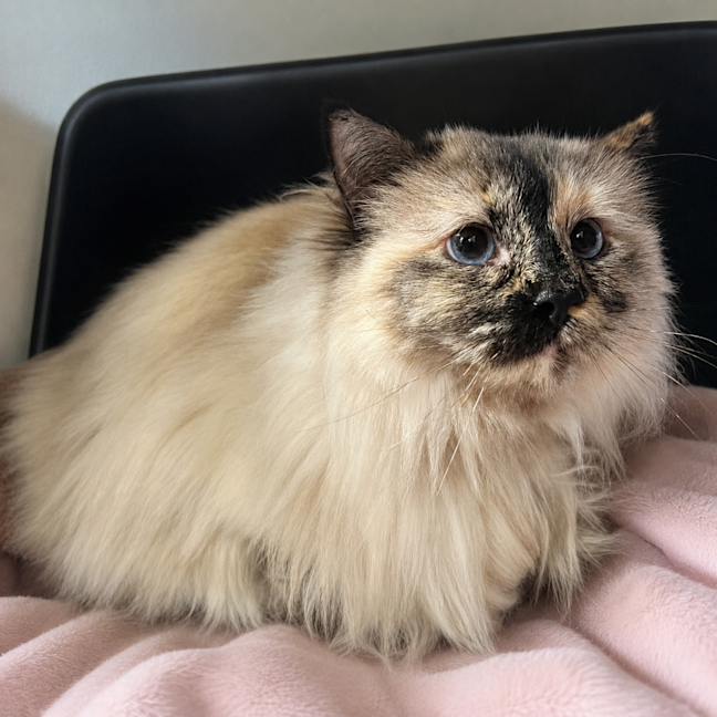Photo of Skye