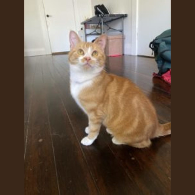 Photo of Mango