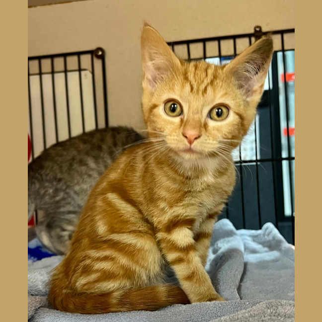 Photo of Beanie