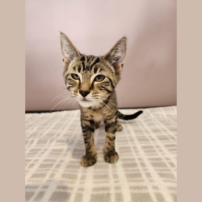 Photo of Audrey   In Foster Care In Templestowe