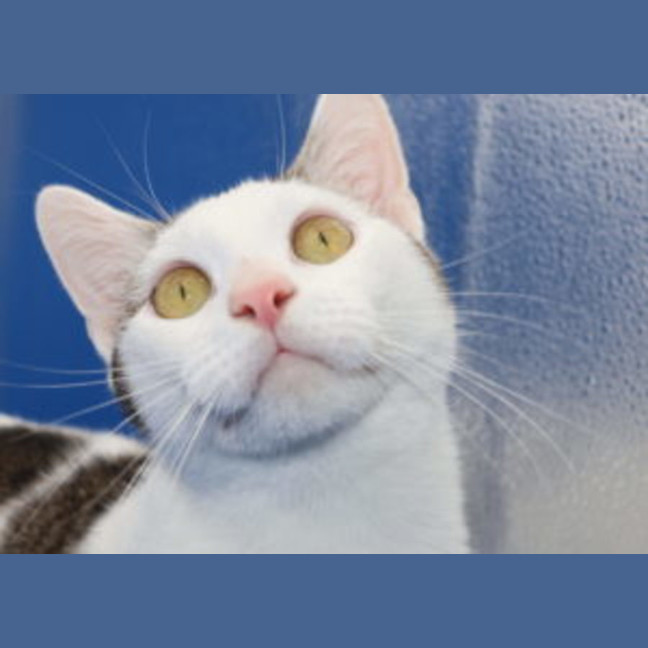 Photo of Ethan   Available At Pet Quarters Broadmeadow