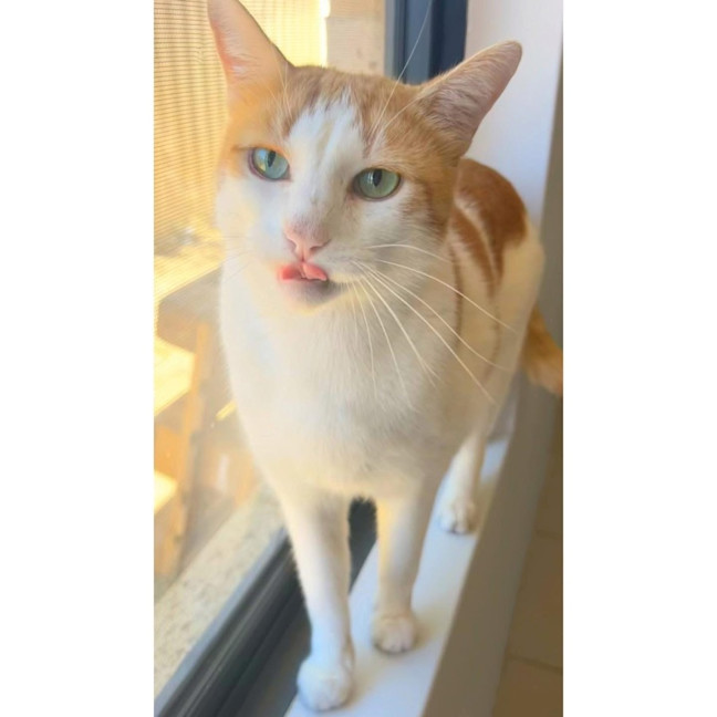 Photo of 11781   Ryder