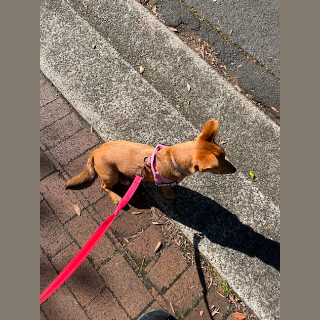 Photo of Honey   9 Month Old Kelpie X Jack Russell 