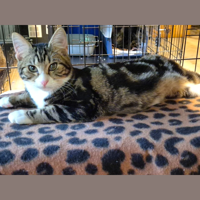 Photo of Lumey   Located In Templestowe