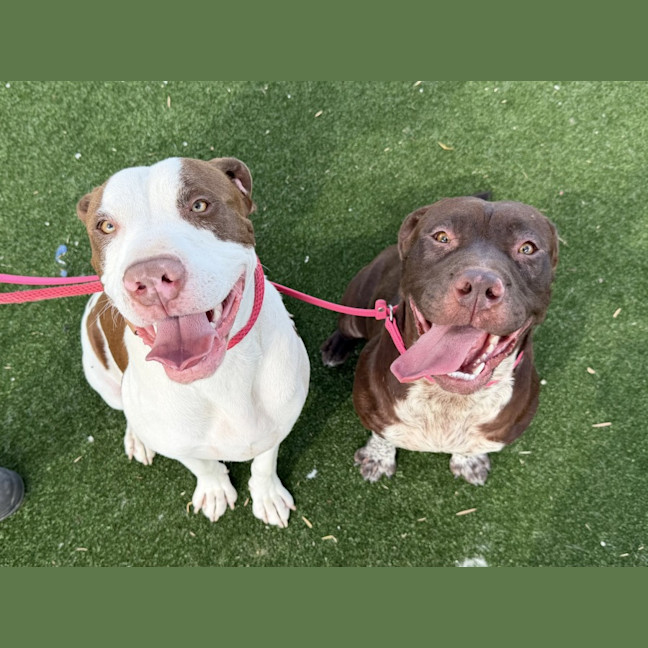 Photo of Sally Imp 3069