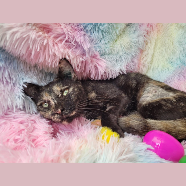 Photo of Lollipop 🍭