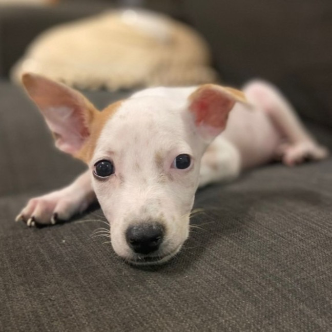 Photo of Lilly