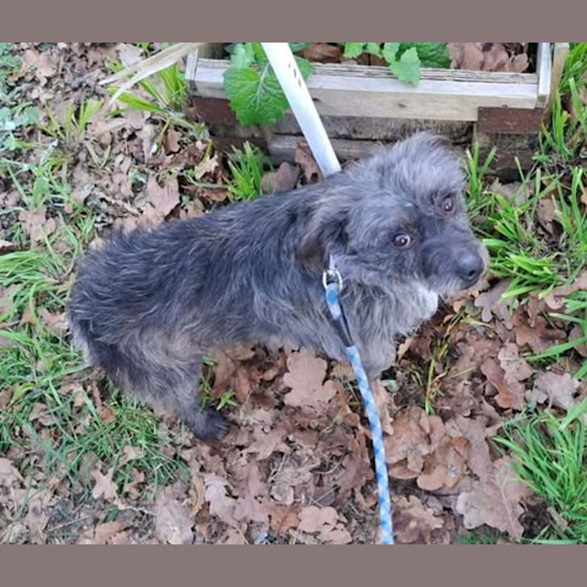Photo of Barney