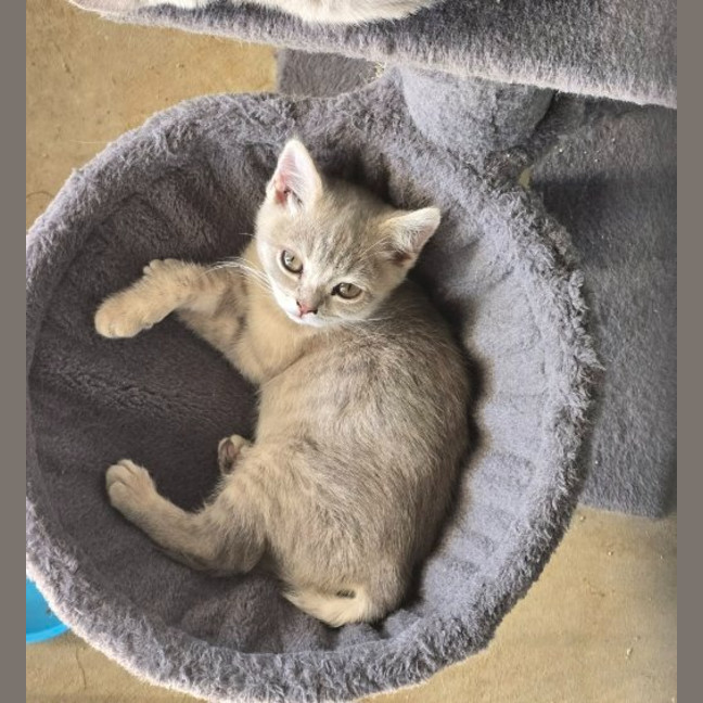 Photo of Scooter