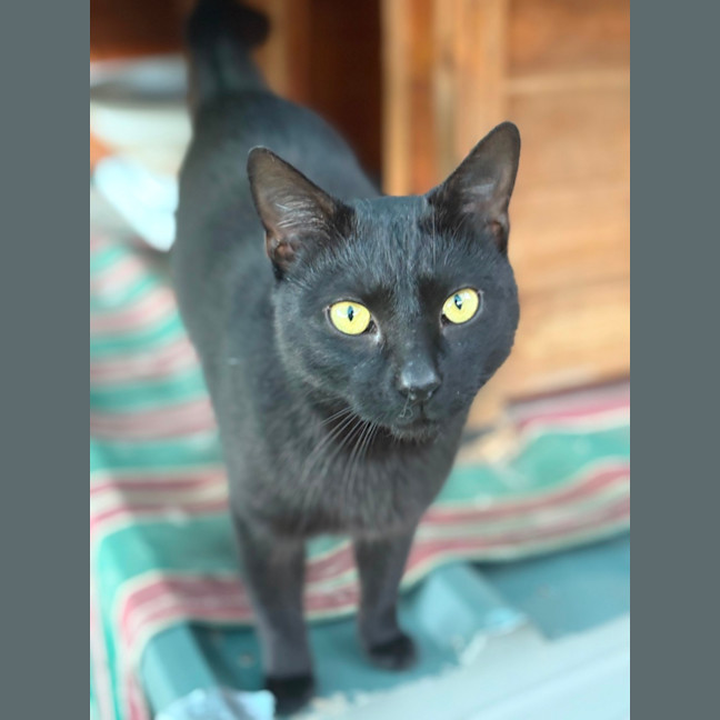 Photo of Salem