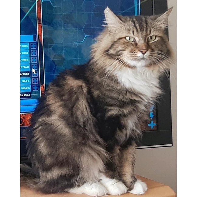 Photo of 7545   Lion