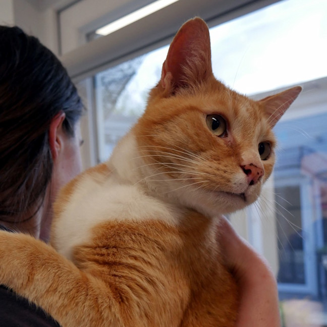 Photo of Gizmo Rsta004783