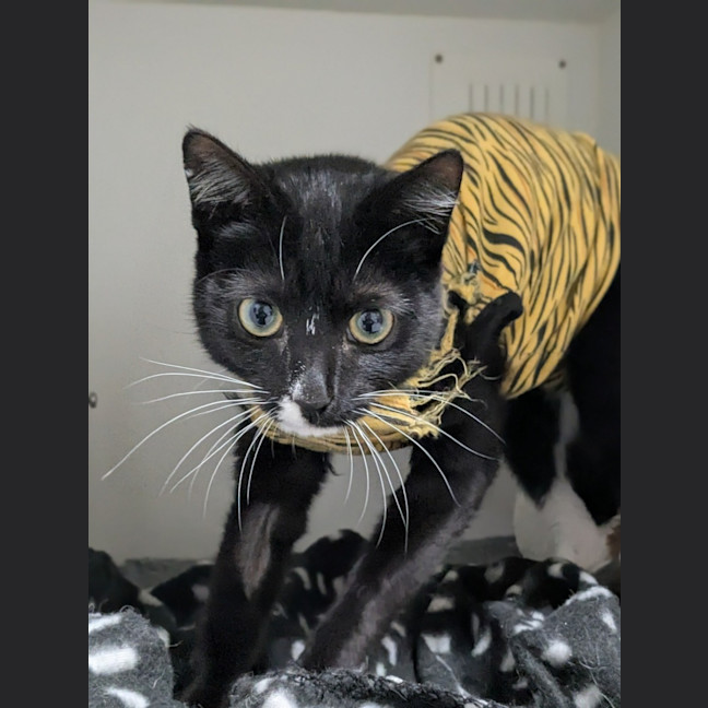 Photo of 🧶Cordelia 6665 🧶