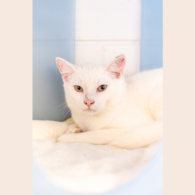Photo of Casper