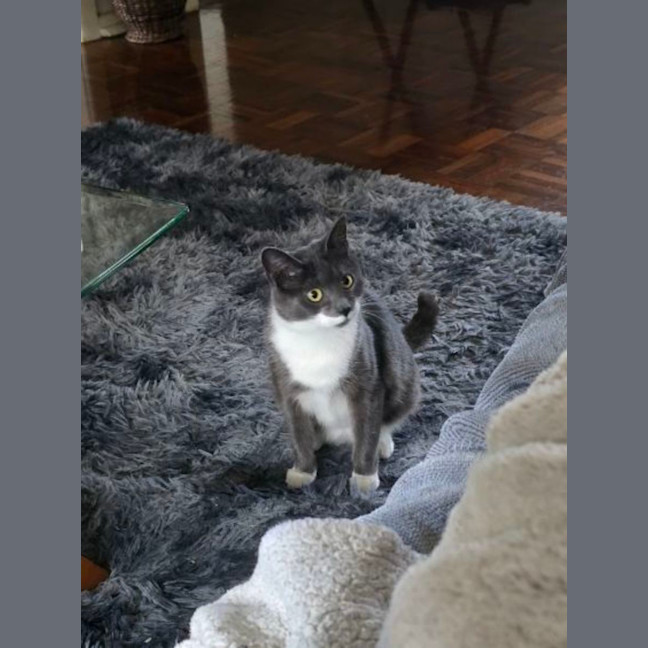 Photo of Cha Cha