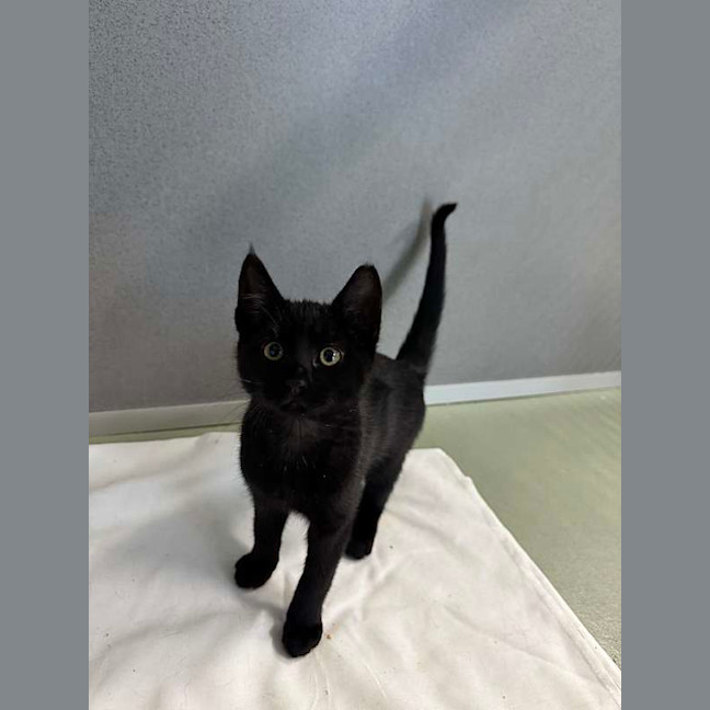 Photo of Piper