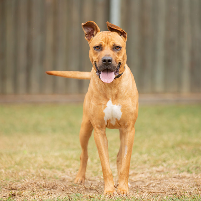 Photo of Scrappy Doo