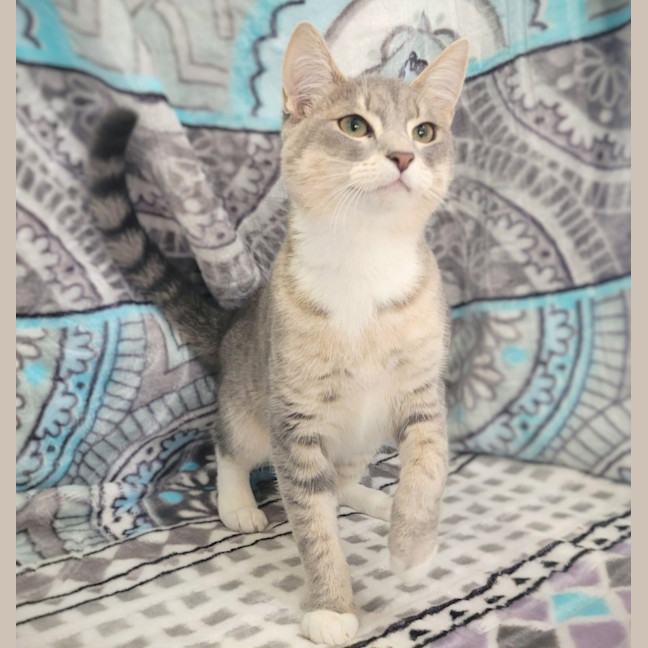 Photo of Prancer 🦌