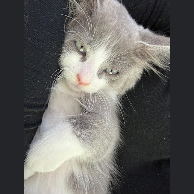 Photo of Hugo