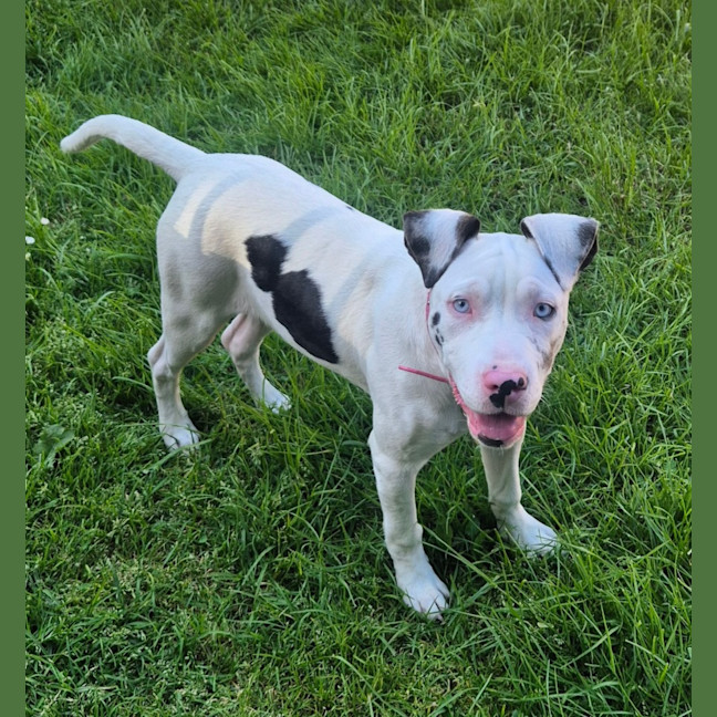 Photo of Chocchip