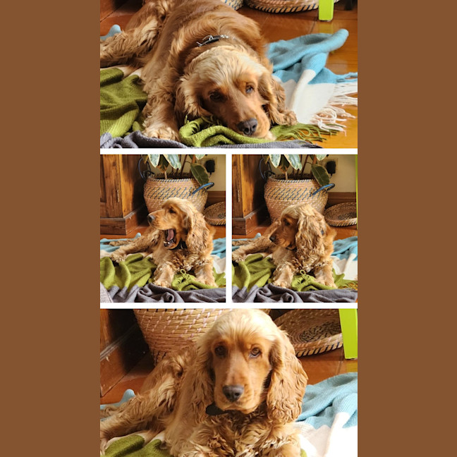 Photo of Fletch 