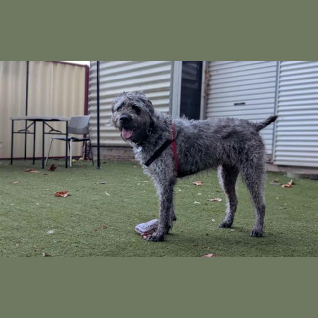Photo of Sully
