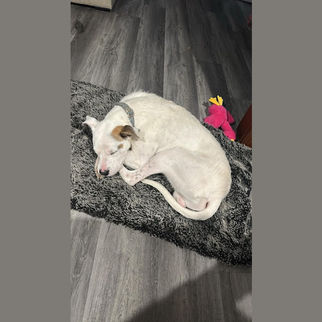 Photo of Arlo