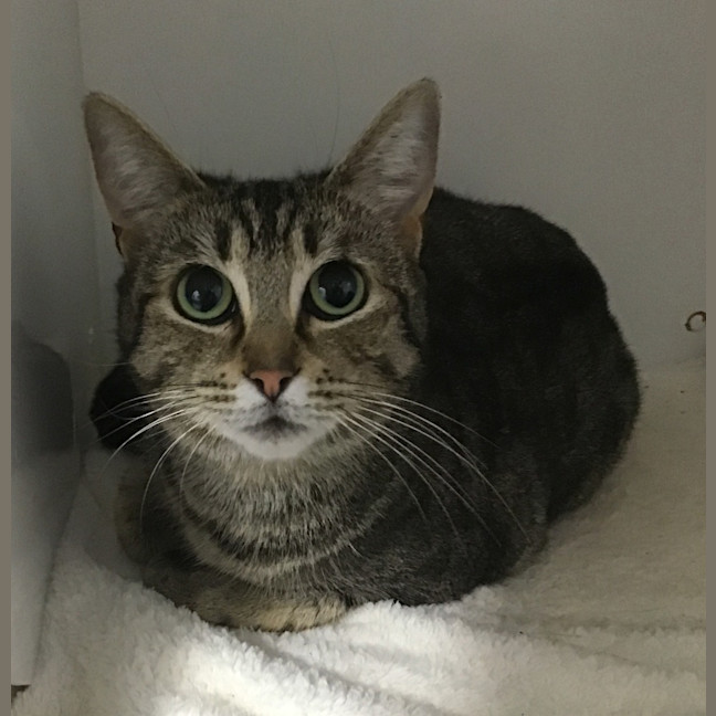Photo of Angela Meowkel