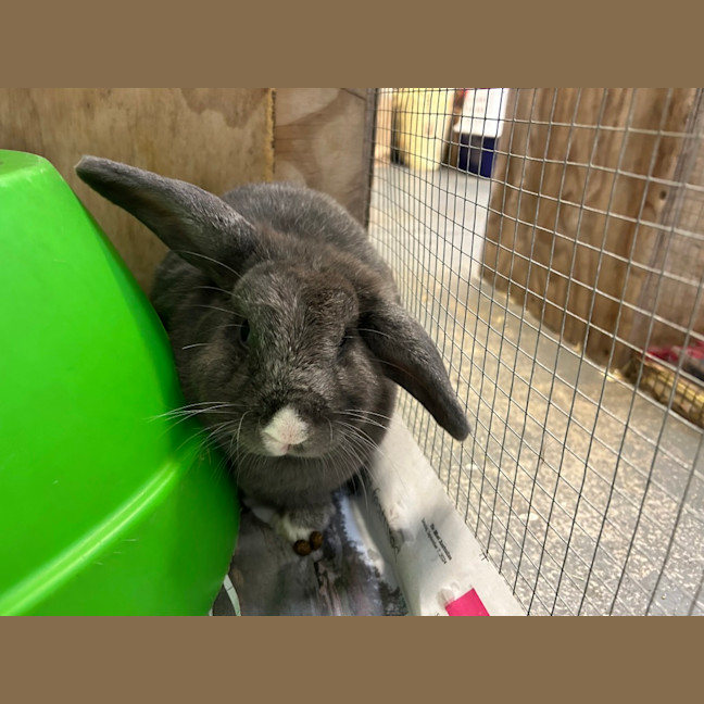 Photo of Smokey