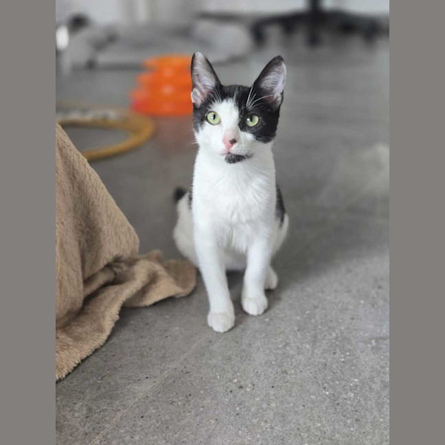 Photo of Daisy