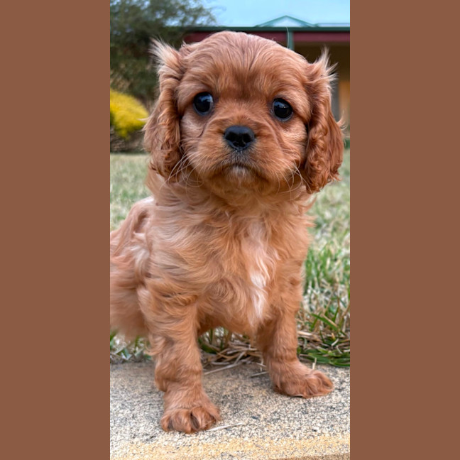 Photo of Albie 