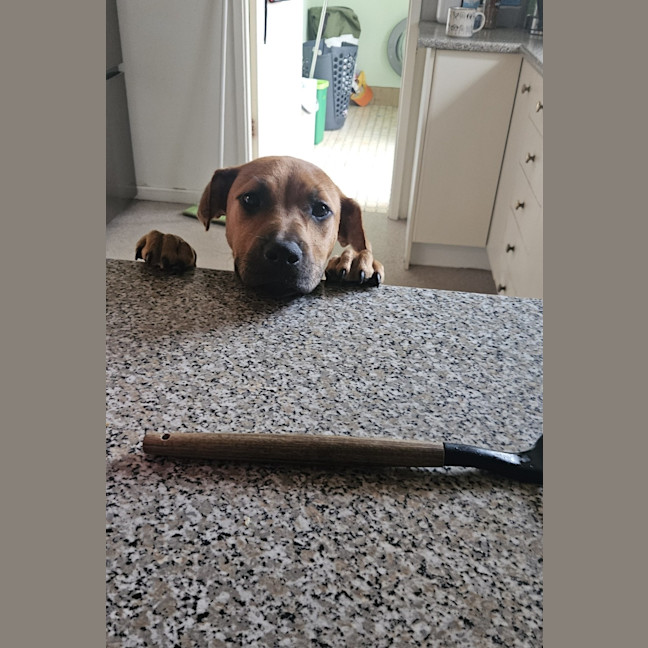 Photo of Winnie   5 Month Old Shar Pei X Staffy