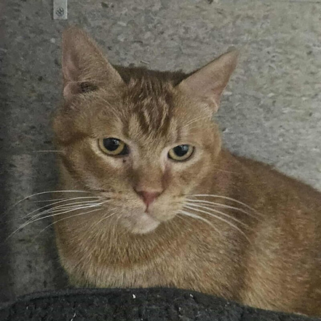 Photo of David Bowie