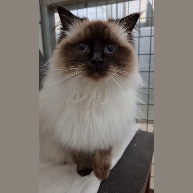 Photo of Coco