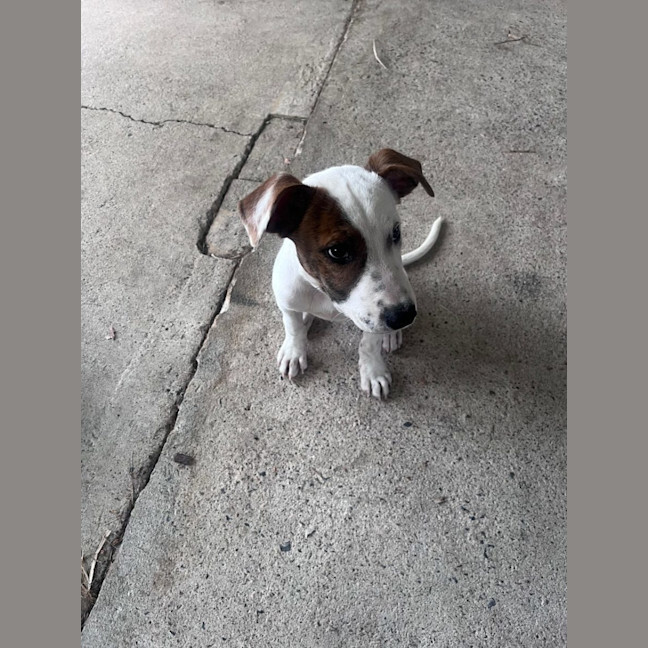 Photo of Thunder *$350 Adoption Fee* 